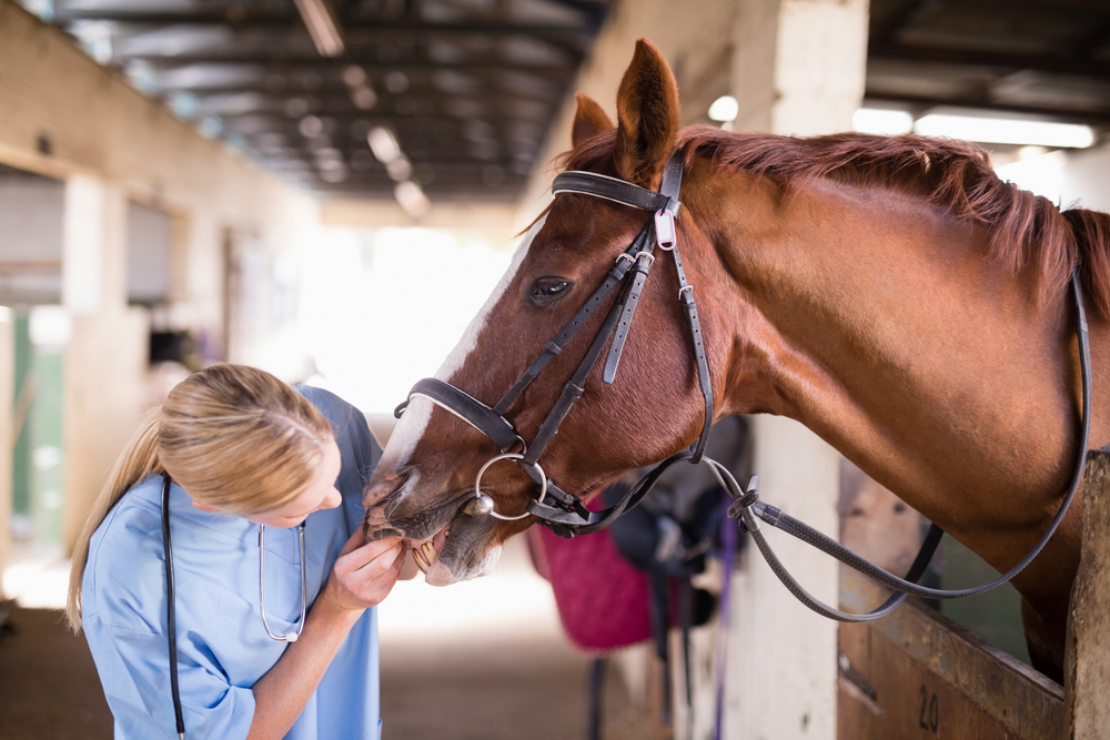 馬の体調をチェックする女性の調教師